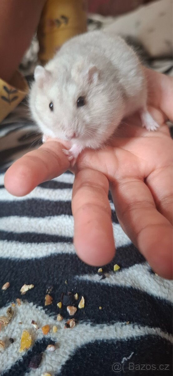 Křeček džungarský - 2