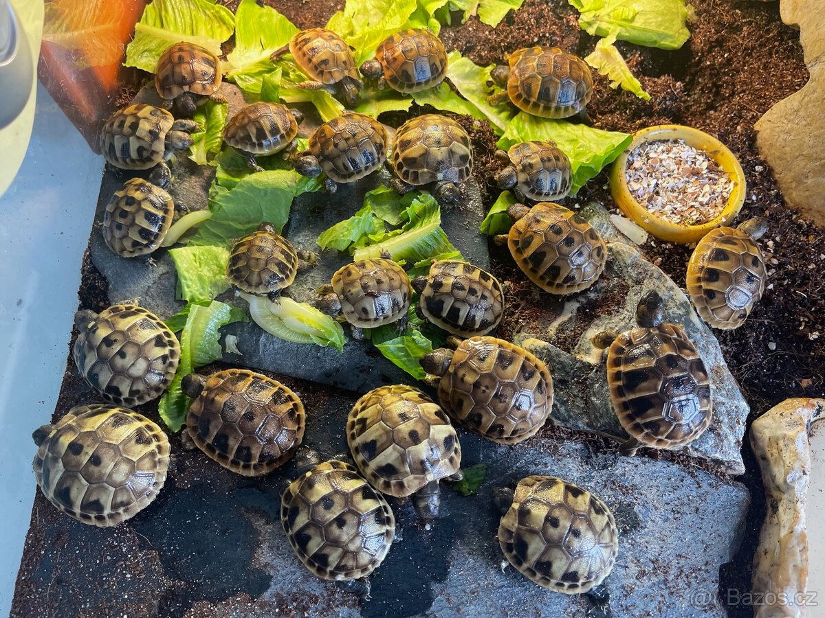 Želva zelenavá - mláďata - 2