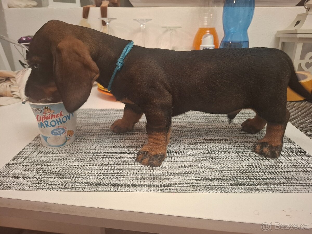 Jezevčik drsnosrsty standard s PP. - 2