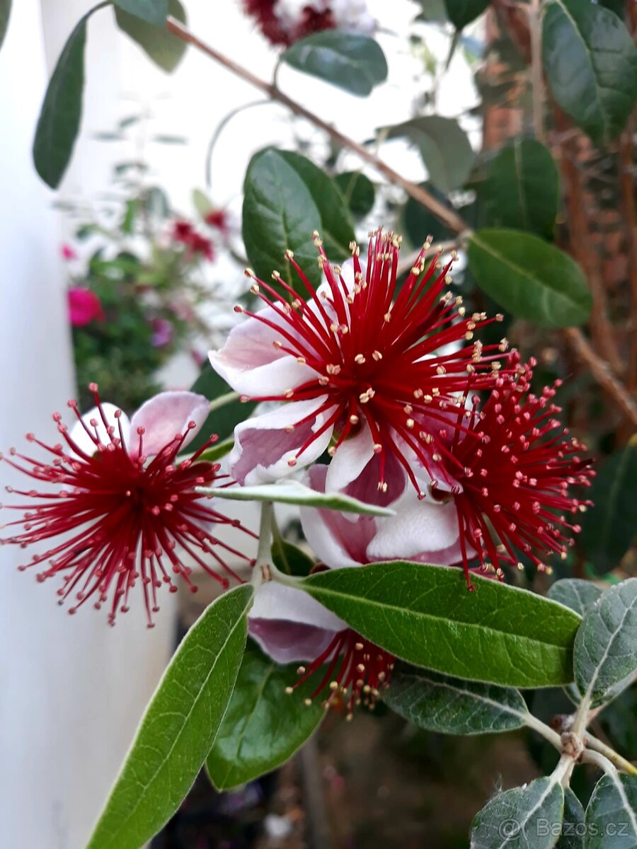 rostliny do zimní zahrady, zimní zahrada, oranžerie - 2