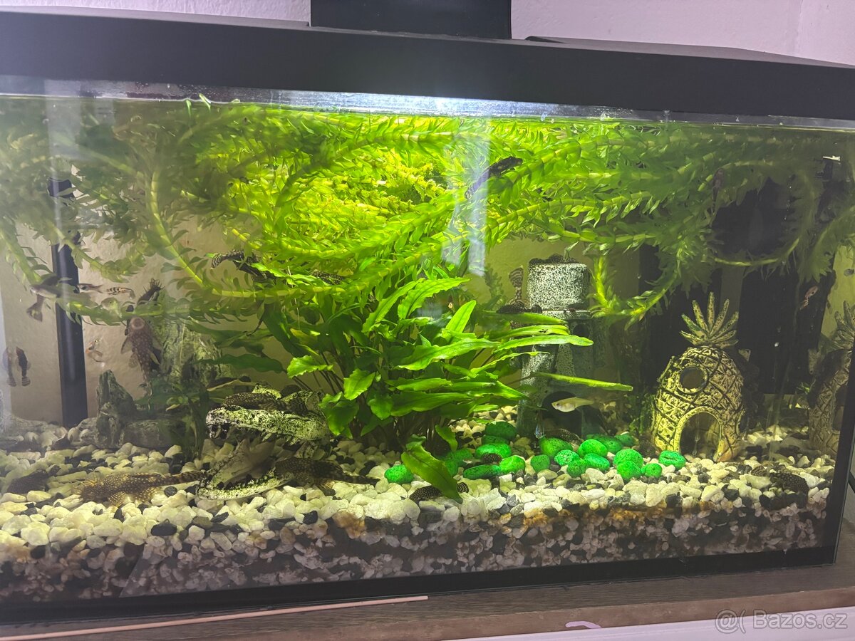 Akvarijní rybičky - 2