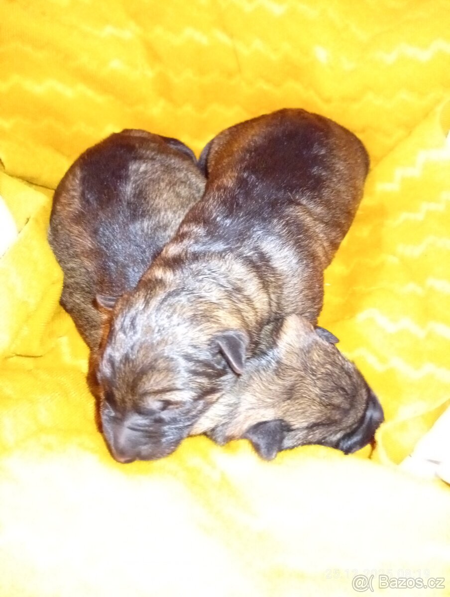 Německý ovčák štěňata - 2