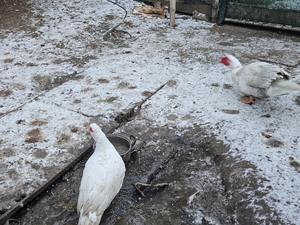 Kachna pižmovka - 2