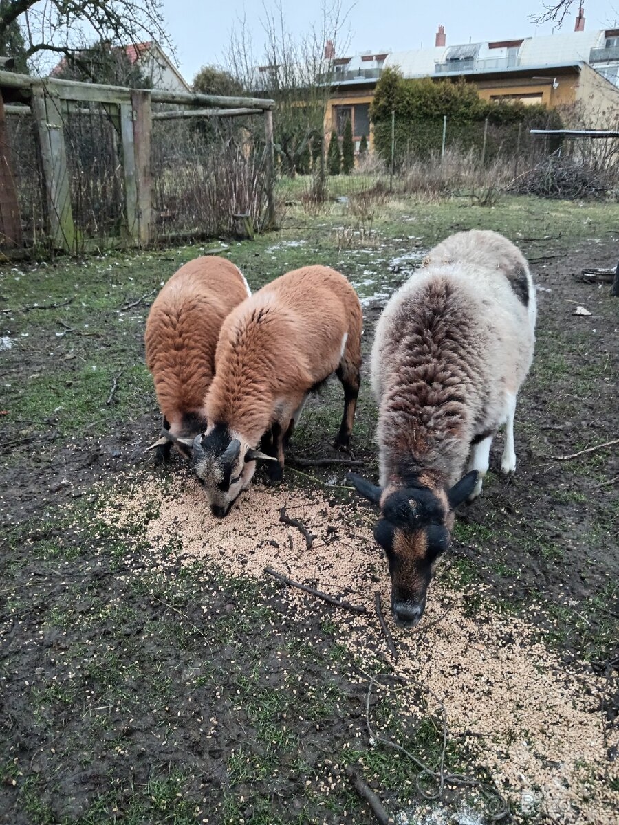 Kamerunský beránek - 2