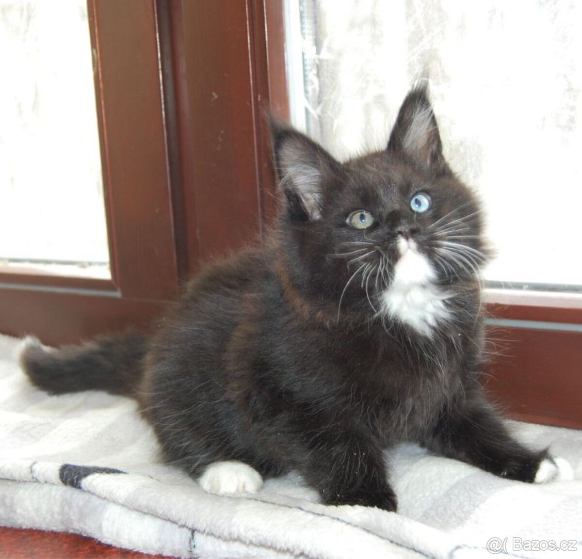 Mainská mývalí kočka - 2