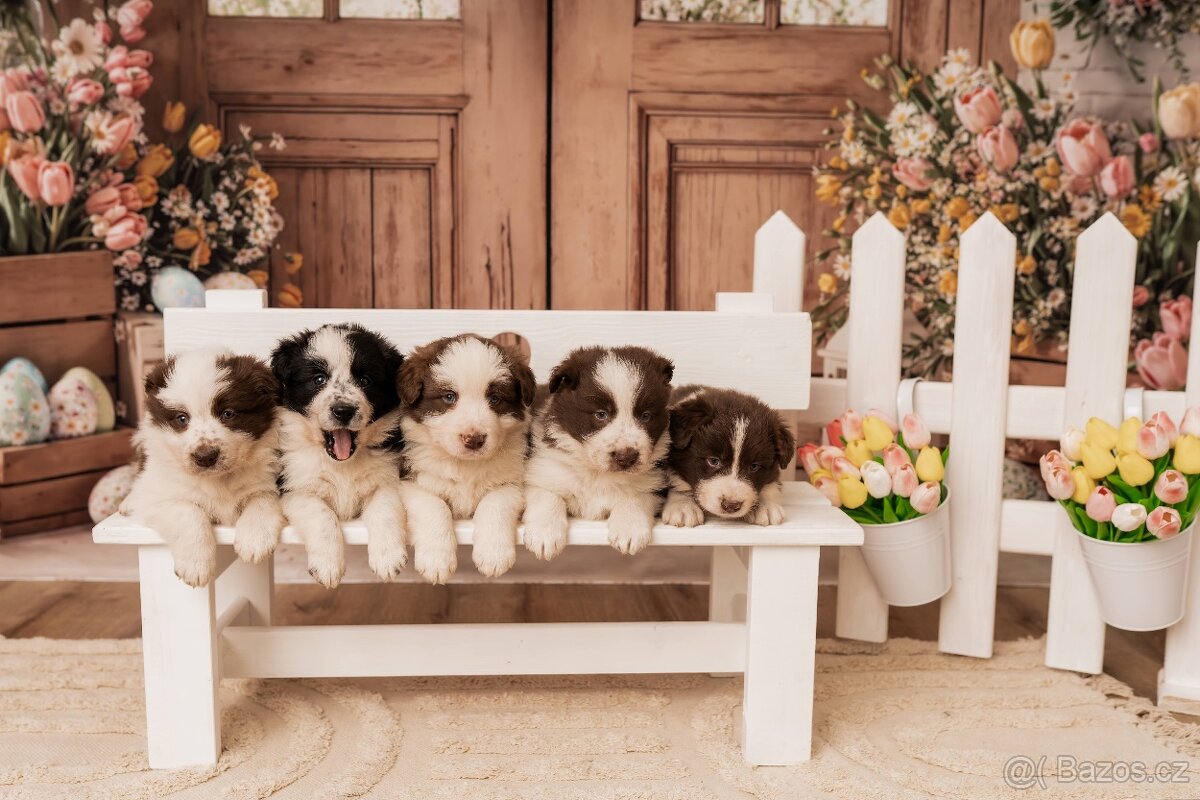 Štěňata border kolie s PP - 2