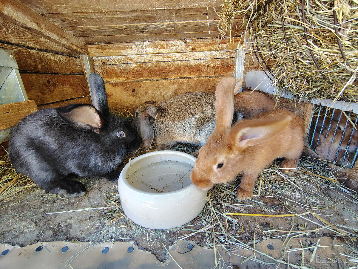 Králíci - odstav - 2