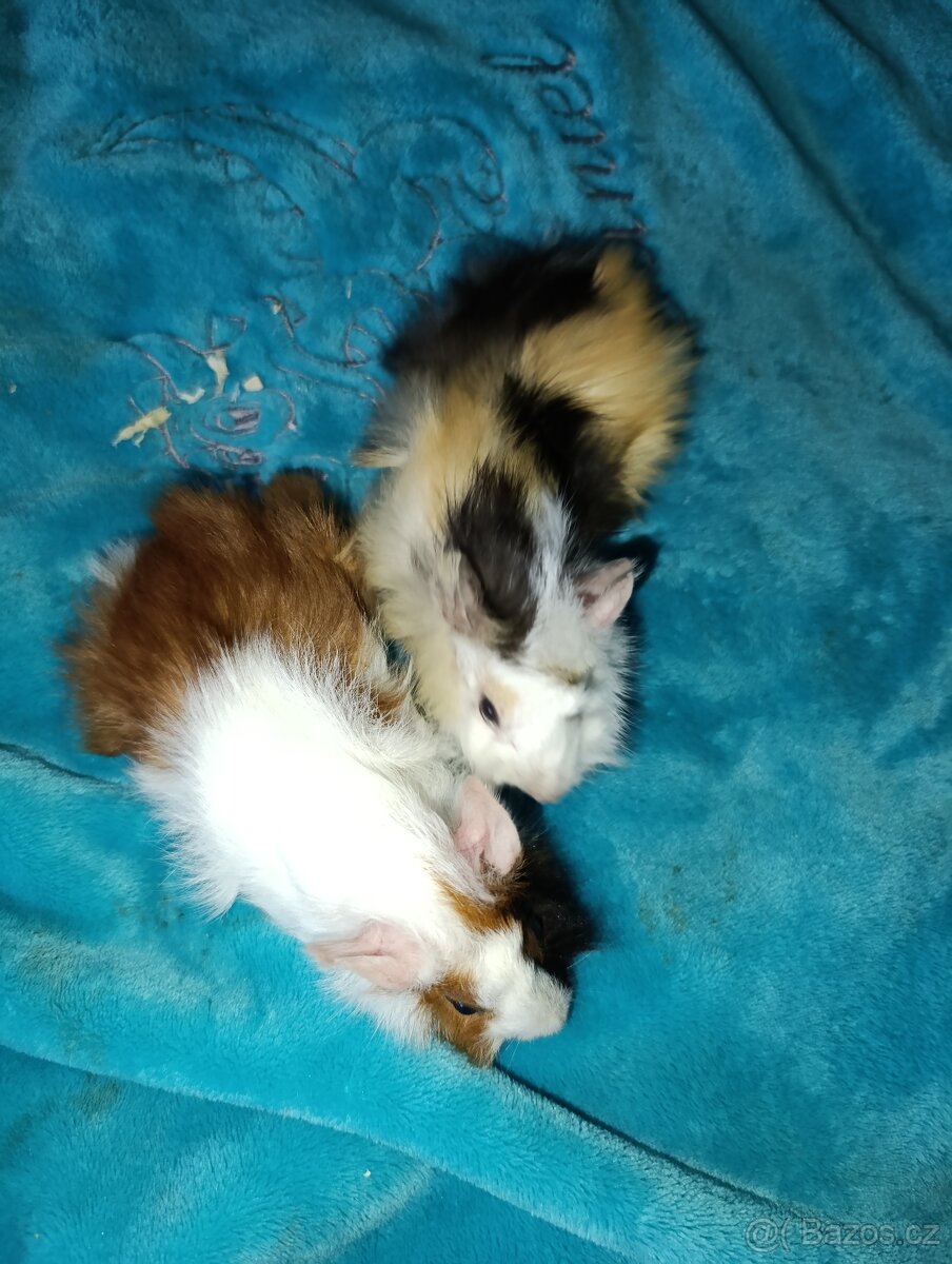 Rozetové morčátka samečci - 2