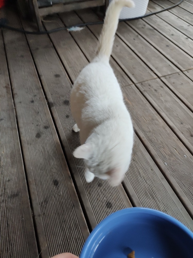 Darujeme 1,5 roku starou kočičku - 2