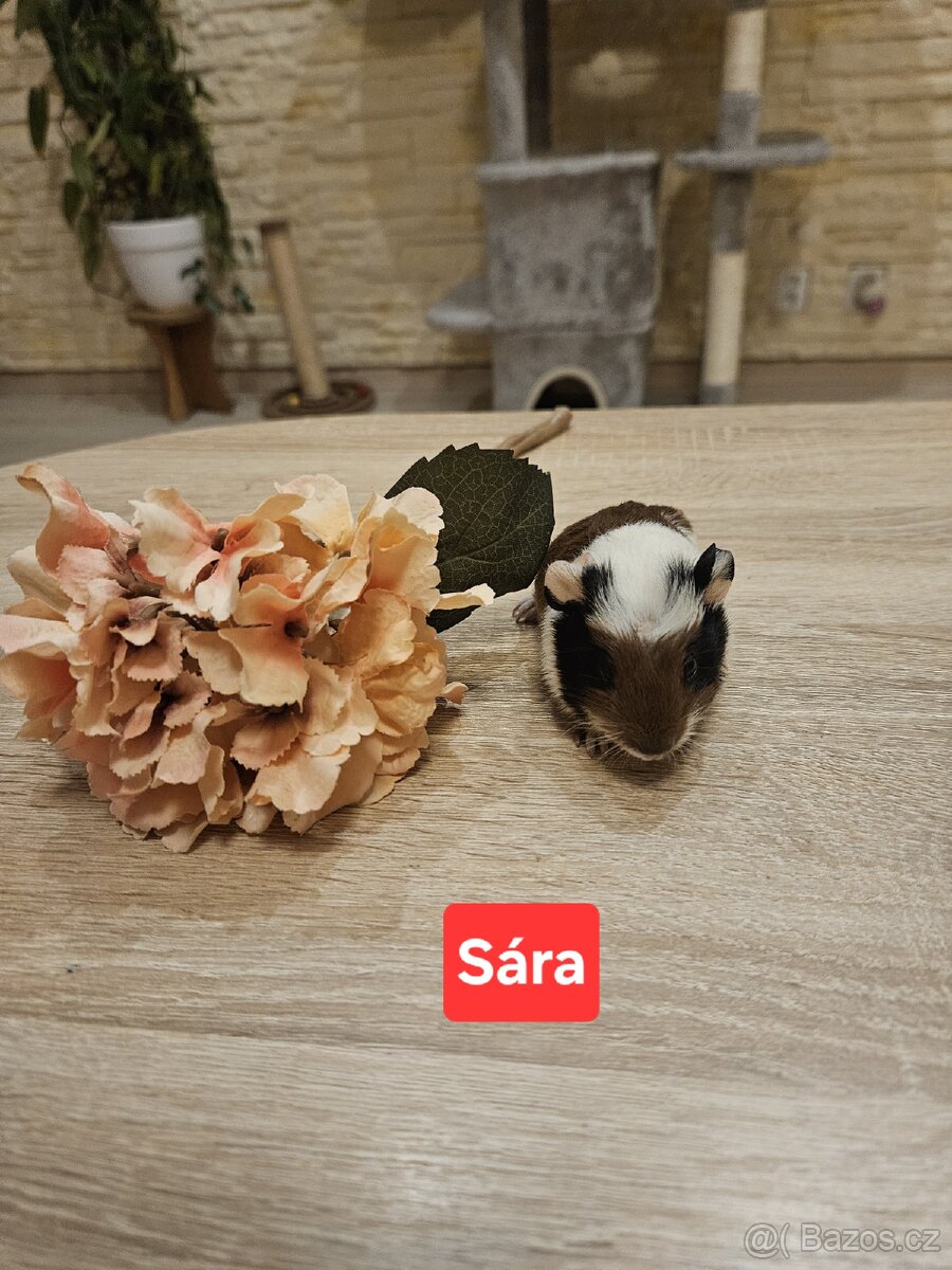 Morčata - miminka. - 2