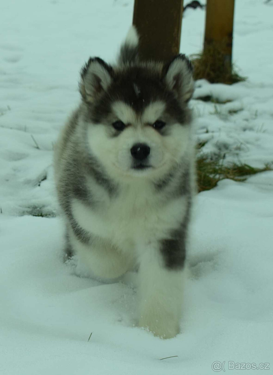 Aljašský malamut – štěňátka s PP - 2