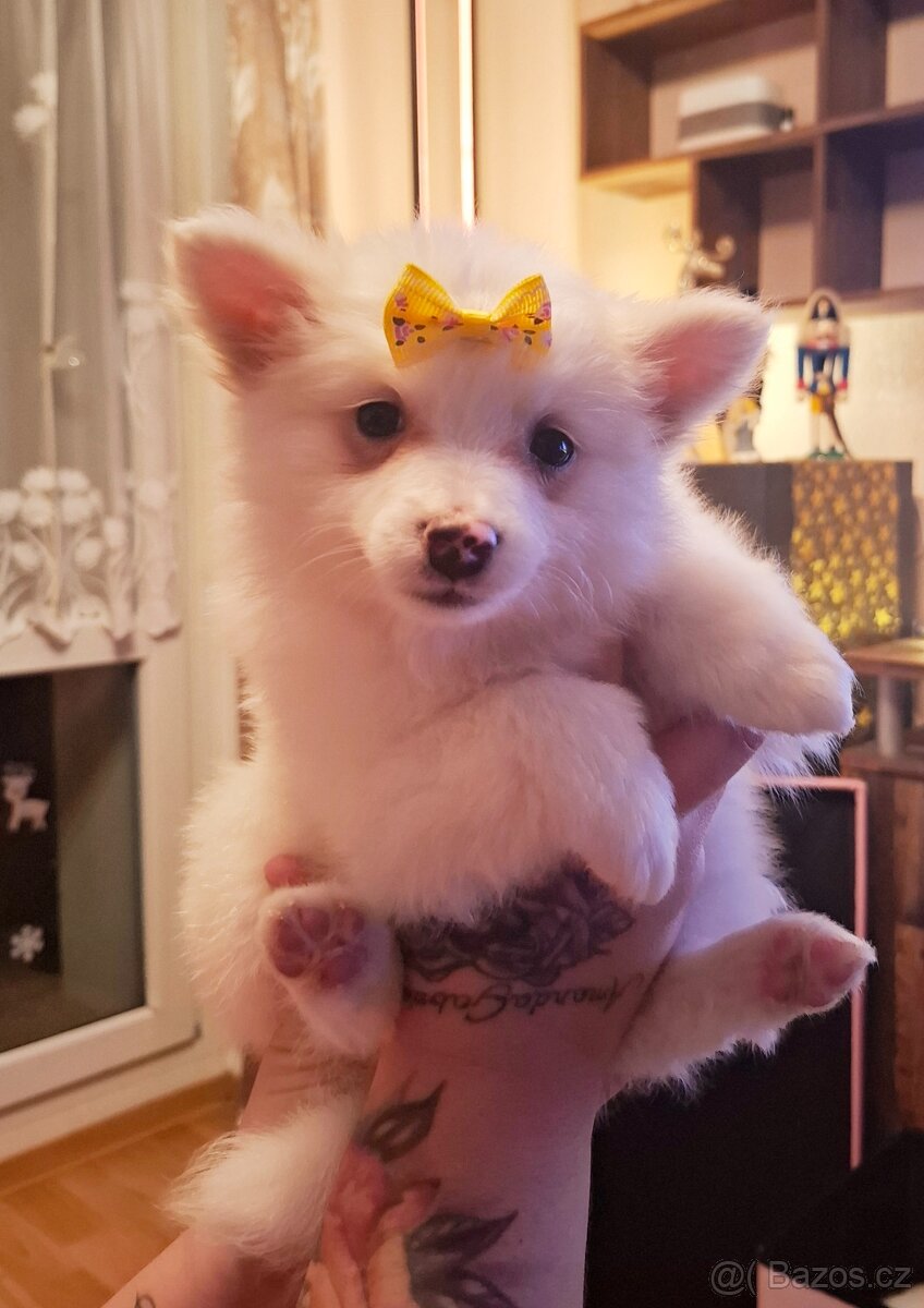 Stěně Špic / Pomeranien - 2