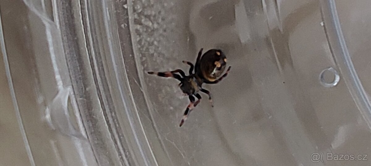 Skákavka Královská ( Everglades ) - 2