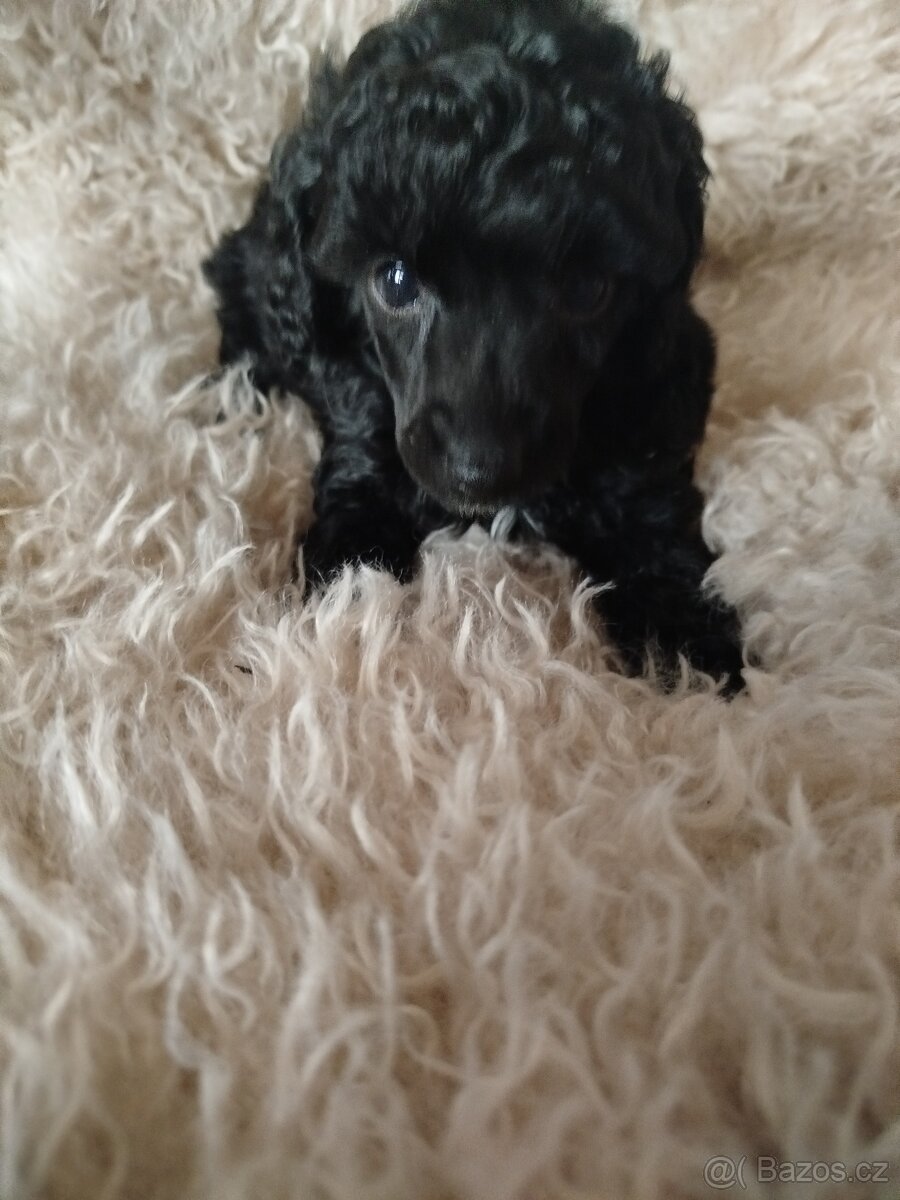 Pudl Pudlík toy - 2