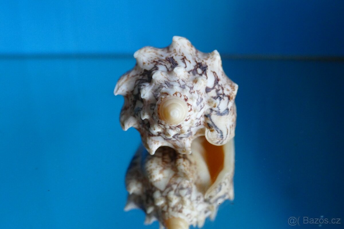 Cymbiola chrysostoma 2 XXL - 2