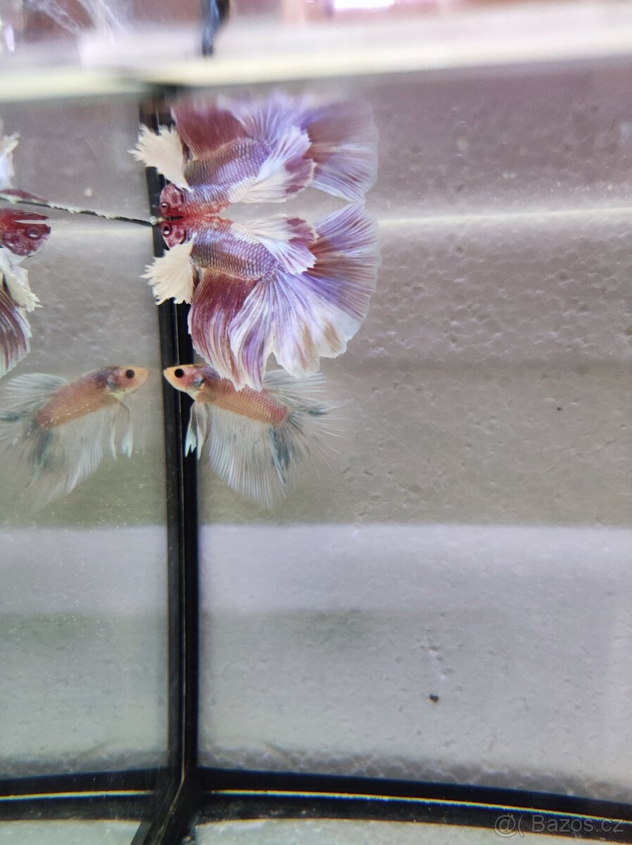 Betta bojovnice - 2