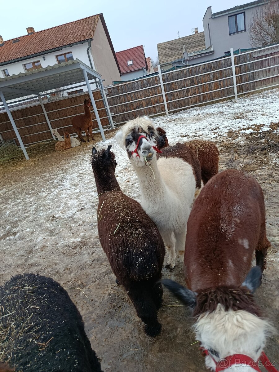 Lama Alpaka - 2