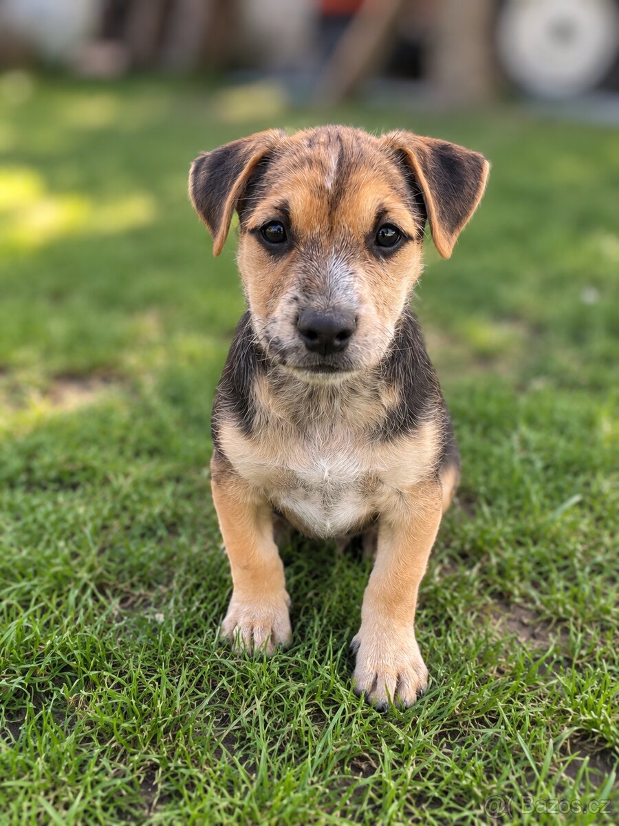 🐶 Štěňátka - 2 volní chlapečci ♥️ - 2