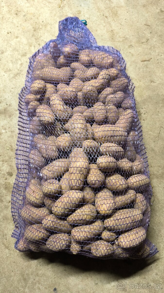 Brambory na uskladnění - 2