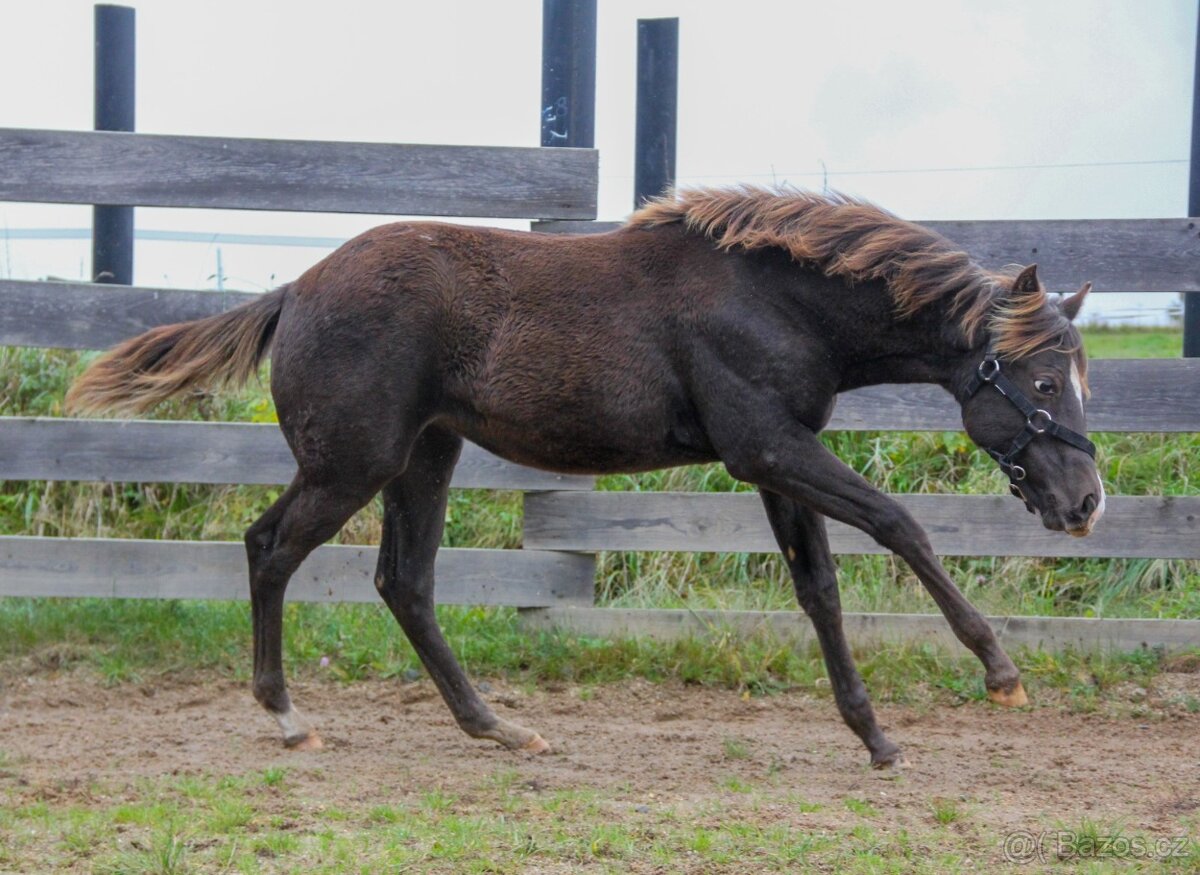 Prodám Appaloosa - 2