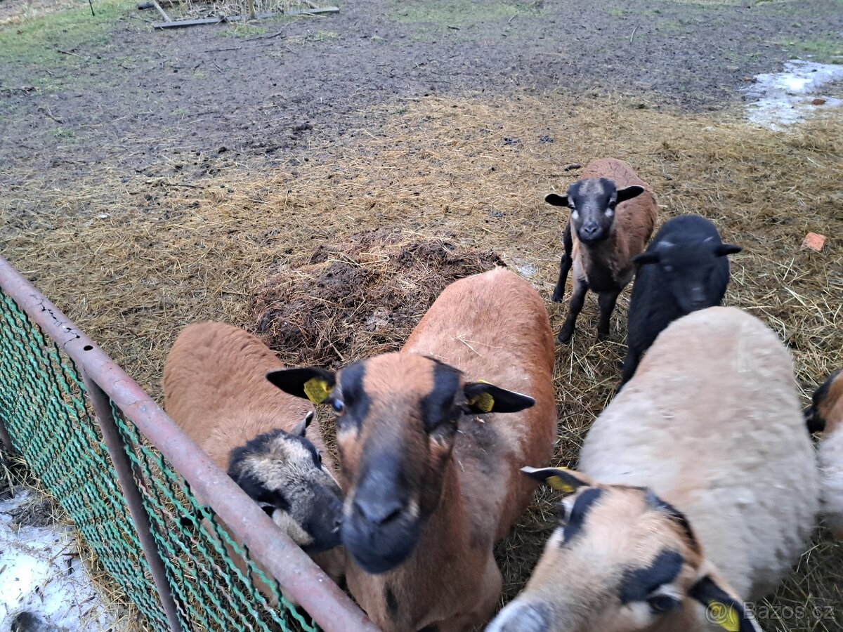 Kamerunská ovce/beran - 2