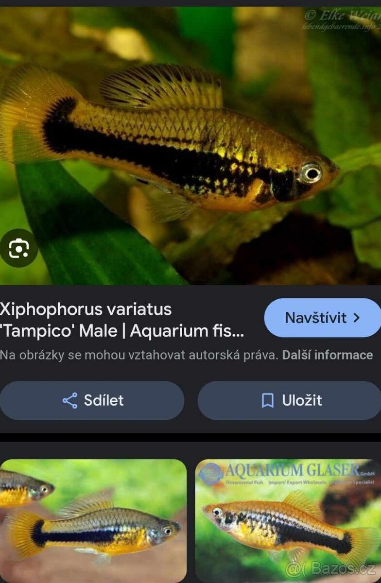 xiphophorus variatus tampico - 2