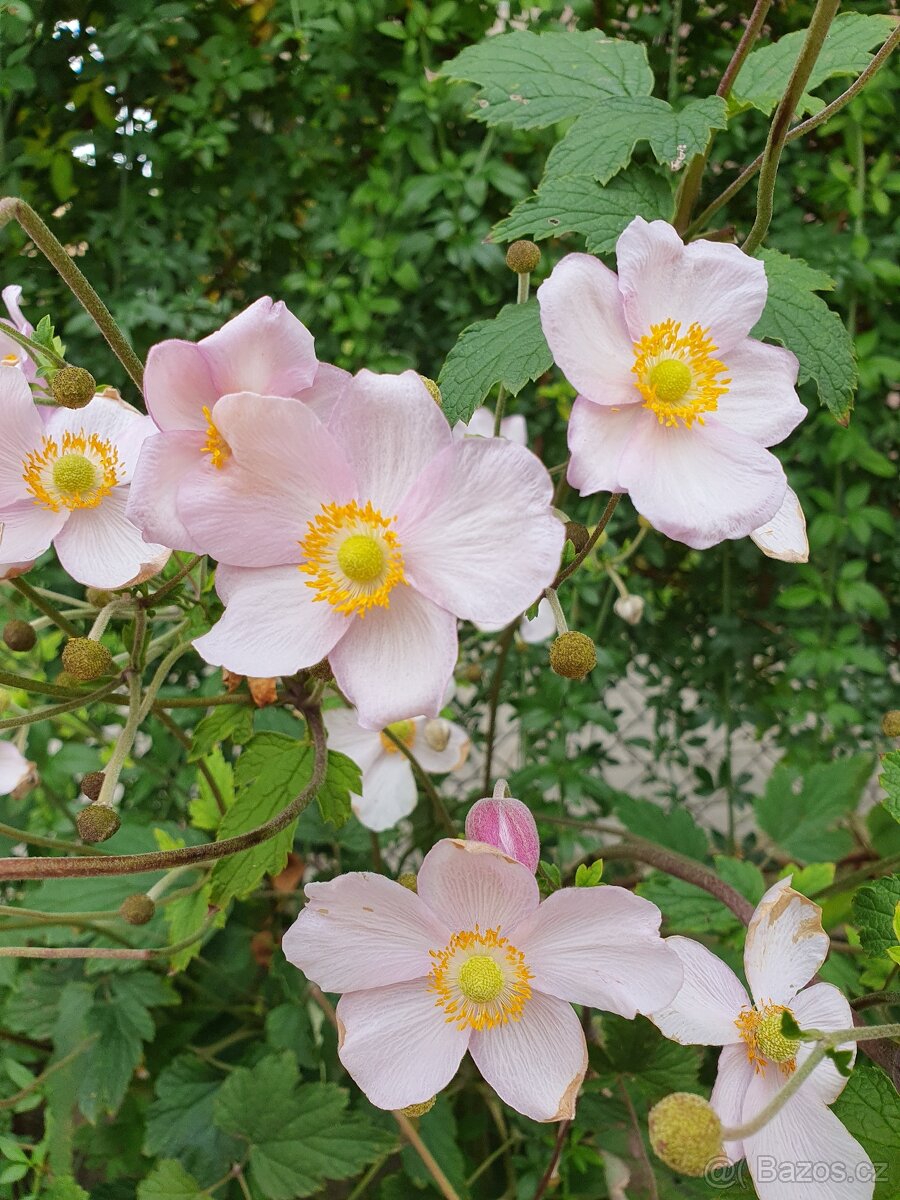 Sasanka plstnatá - 2