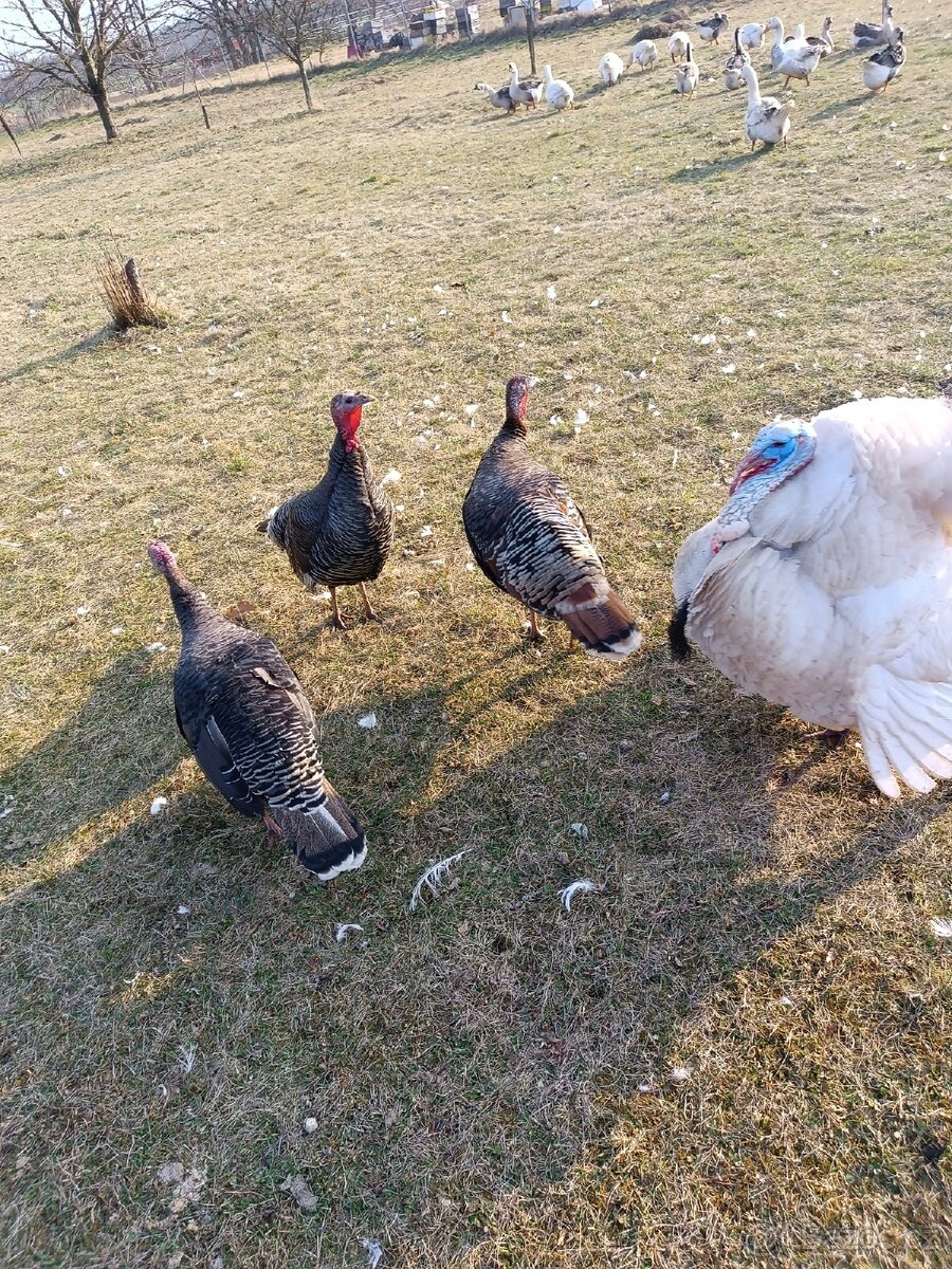 Krůťata, housata - 2