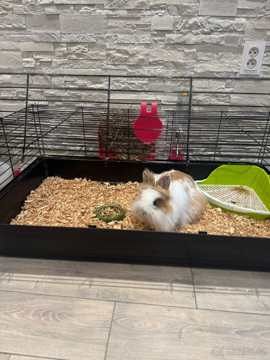 Králíček - 2