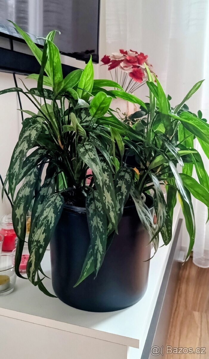 Aglaonema Maria, pokojová rostlina. - 2