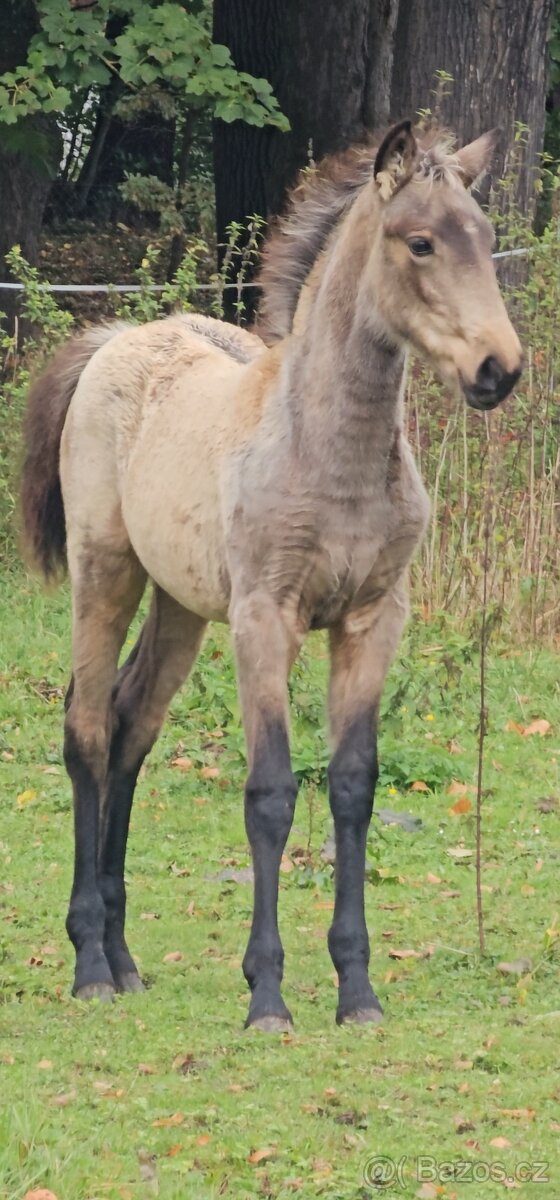 TOP klisnička PSL - 2