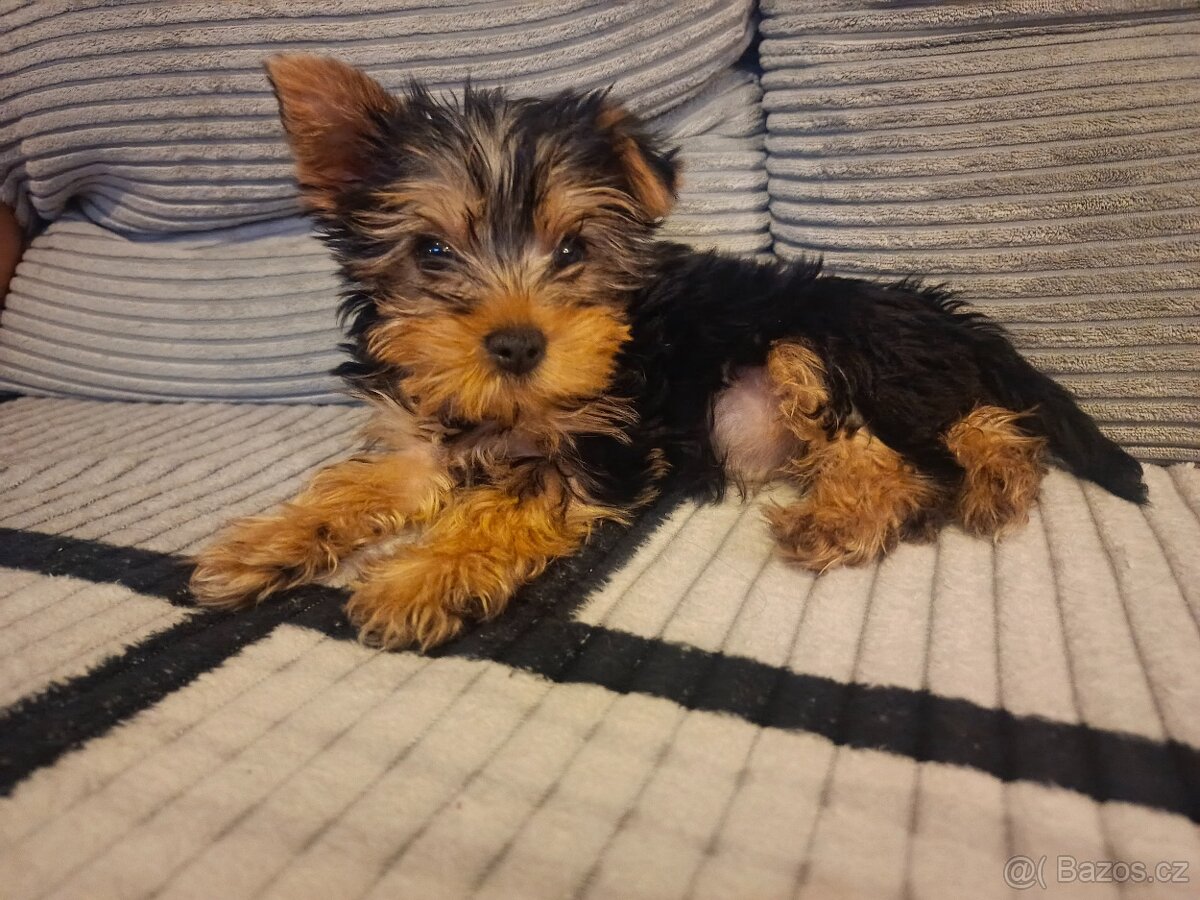 Yorkshire teriér - 2