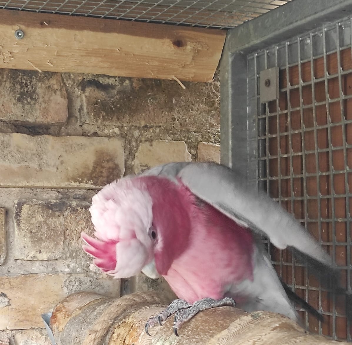 Kakadu růžový - 2