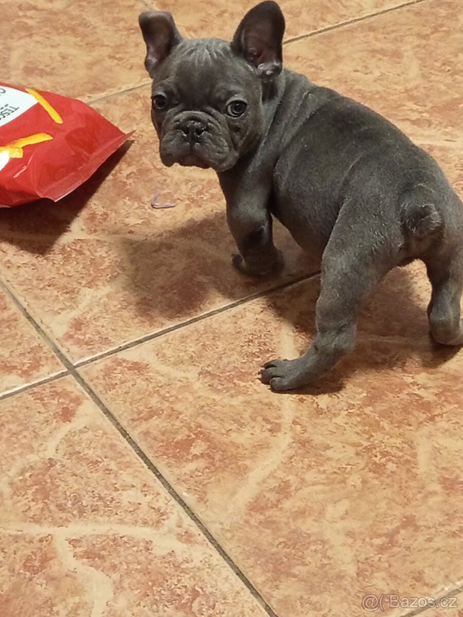 Francouzský buldoček - 2