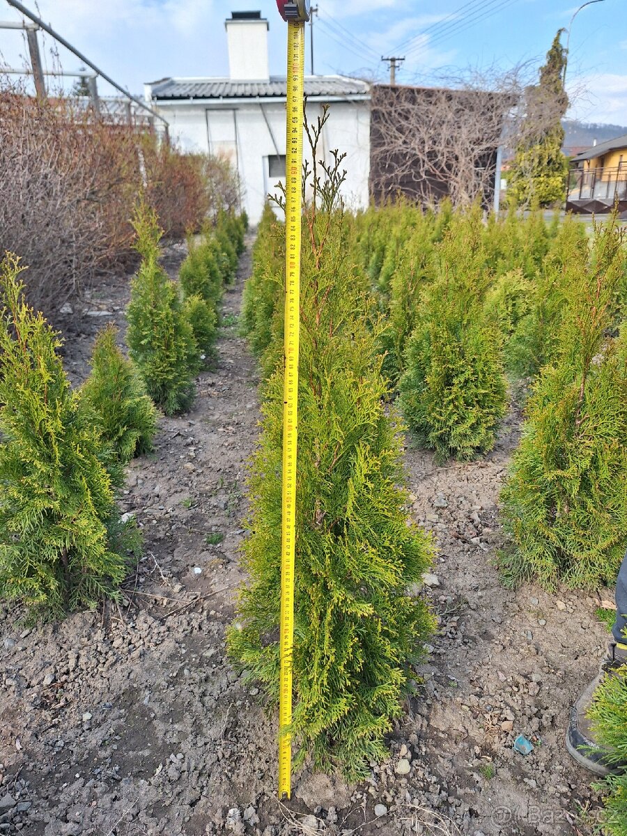 Thuje smaragd (tuje) - 2