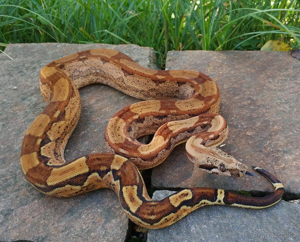 Boa imperator - Hypo Arabesque Keltic het Sharp Albino - 2