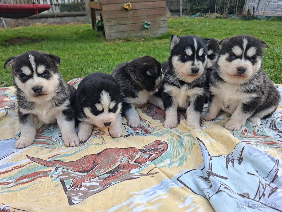 Sibiřský husky - 2