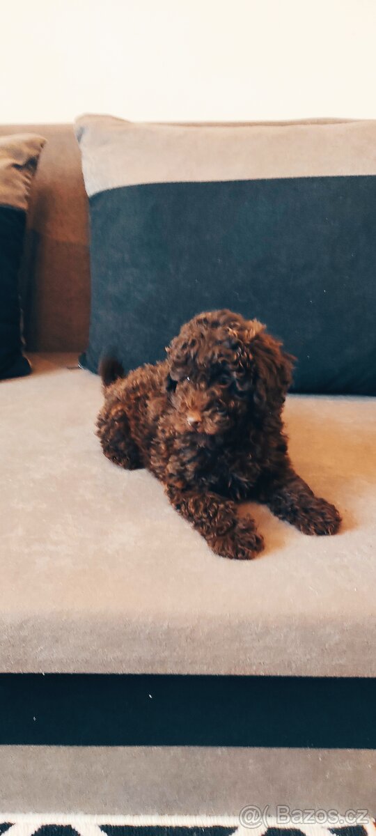 Pudl trpasličí čoko fenka s pp - 2