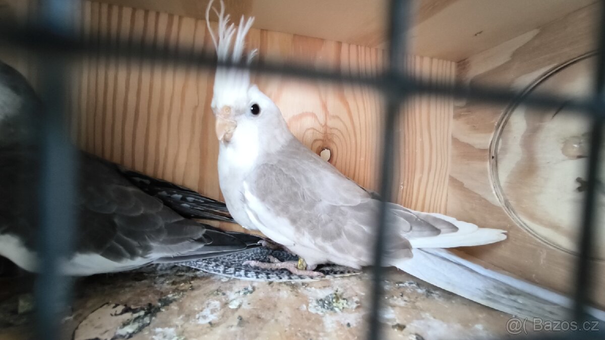 Korela bělohlavá - 2