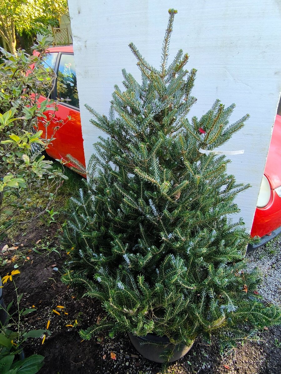 Jedle Abies koreana ‘Silberlocke - 2