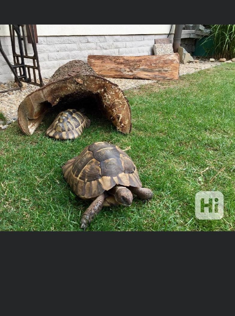 želva žlutohnědá - 2