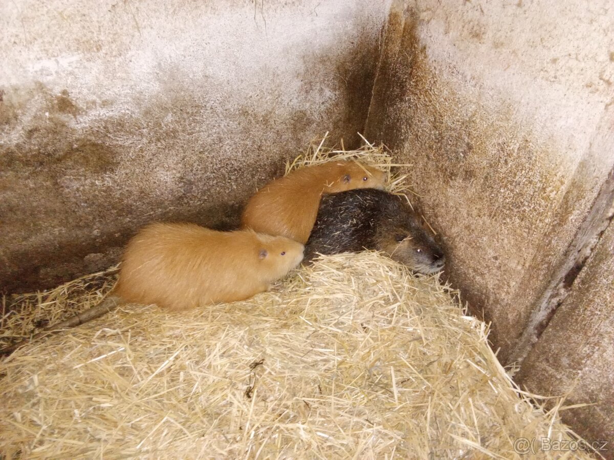 Nutrie samci a samice - 2