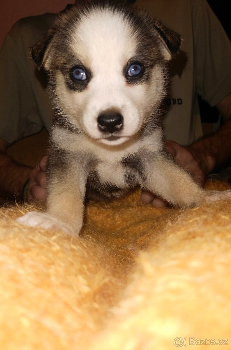 Prodáme štěňátka - 2