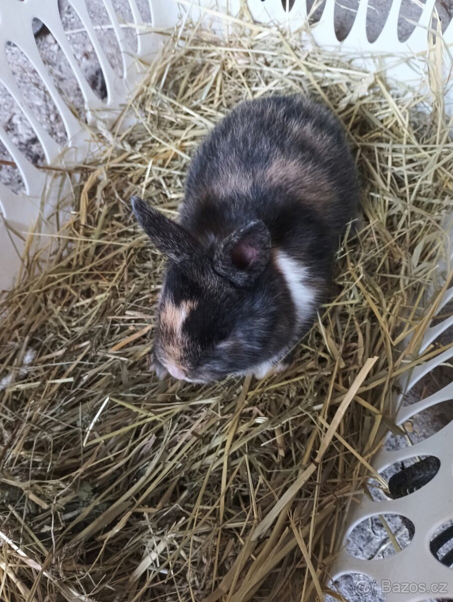 zakrsly králík - 2