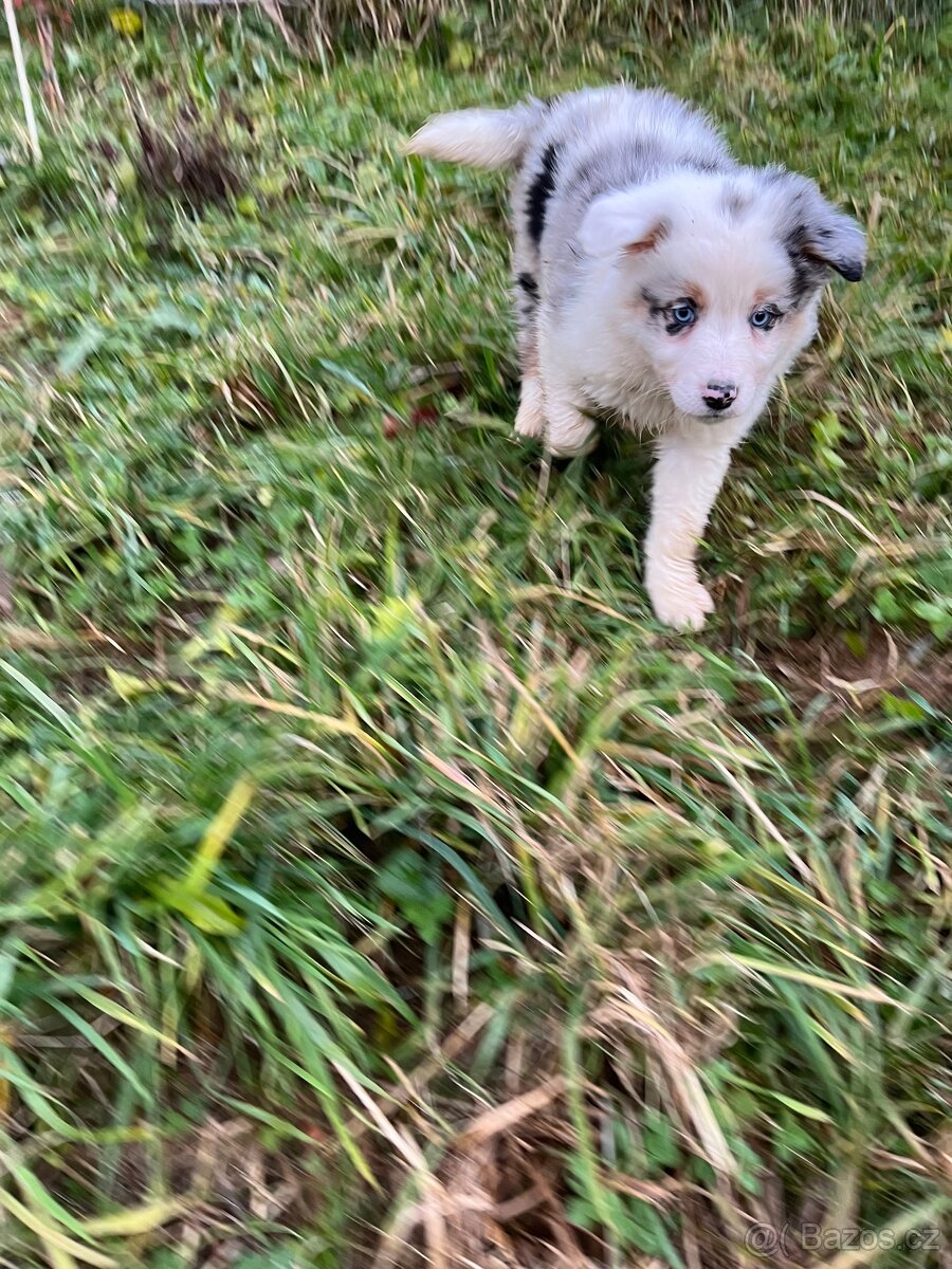 Border kolie bez pp - 2