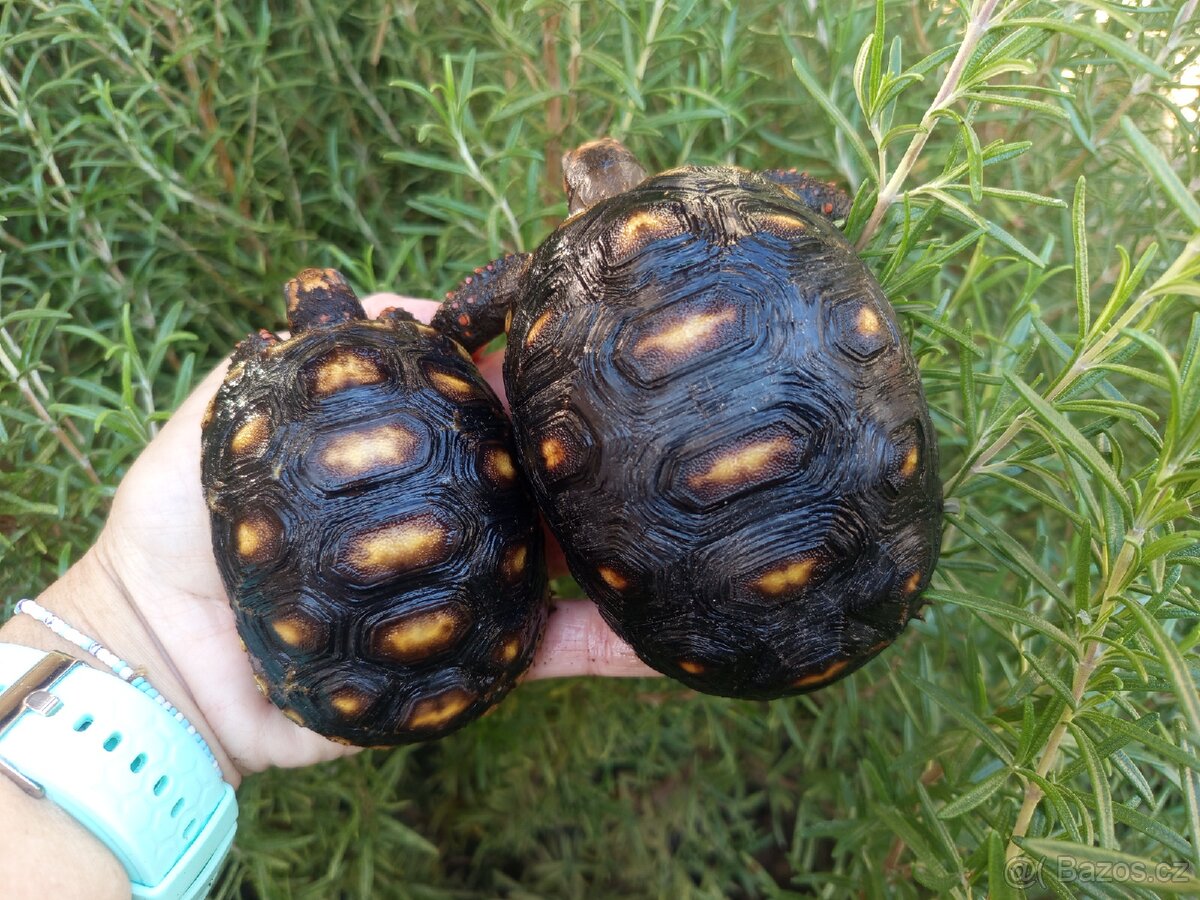 Želva uhlířská, roční želvičky/Brno -venkov - 2