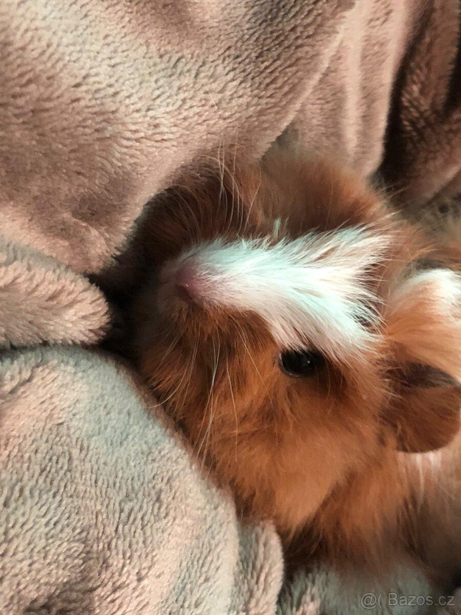 Prodávám Tři morčatka do dobrých rukou - 2