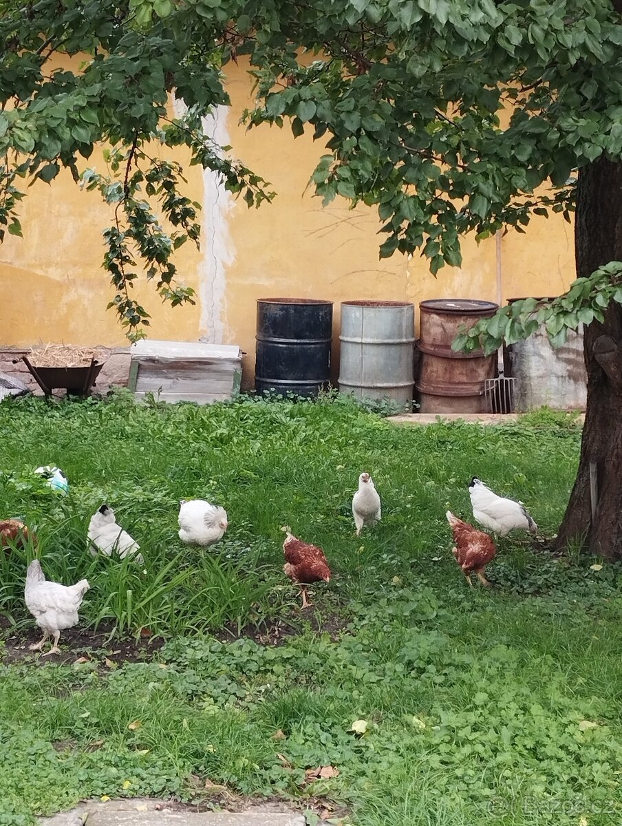 Domácí vajíčka - 2