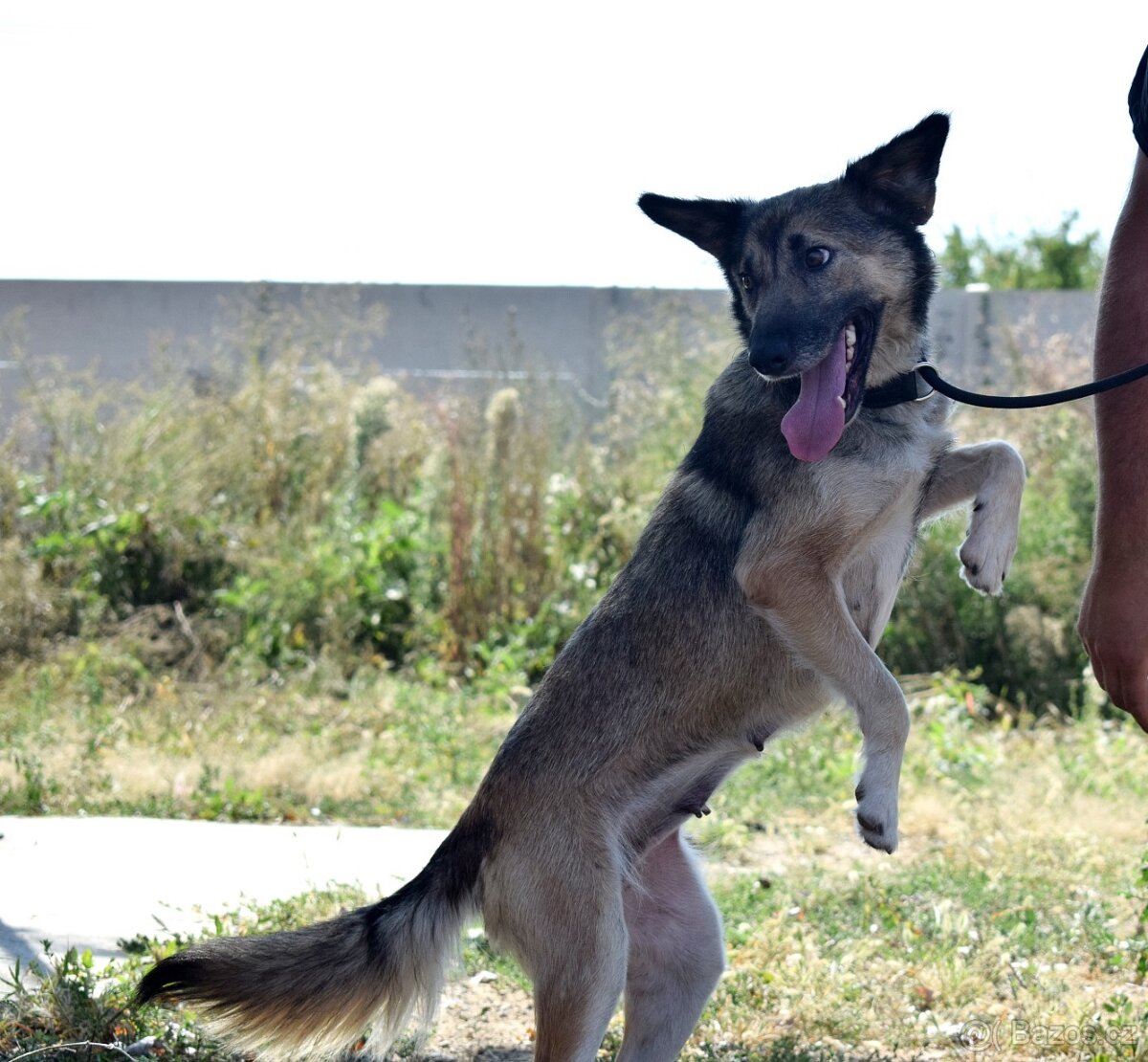 ADDY K ADOPCI - 3 ROKY, MILÁ, UČENLIVÁ, VDĚČNÁ - 2