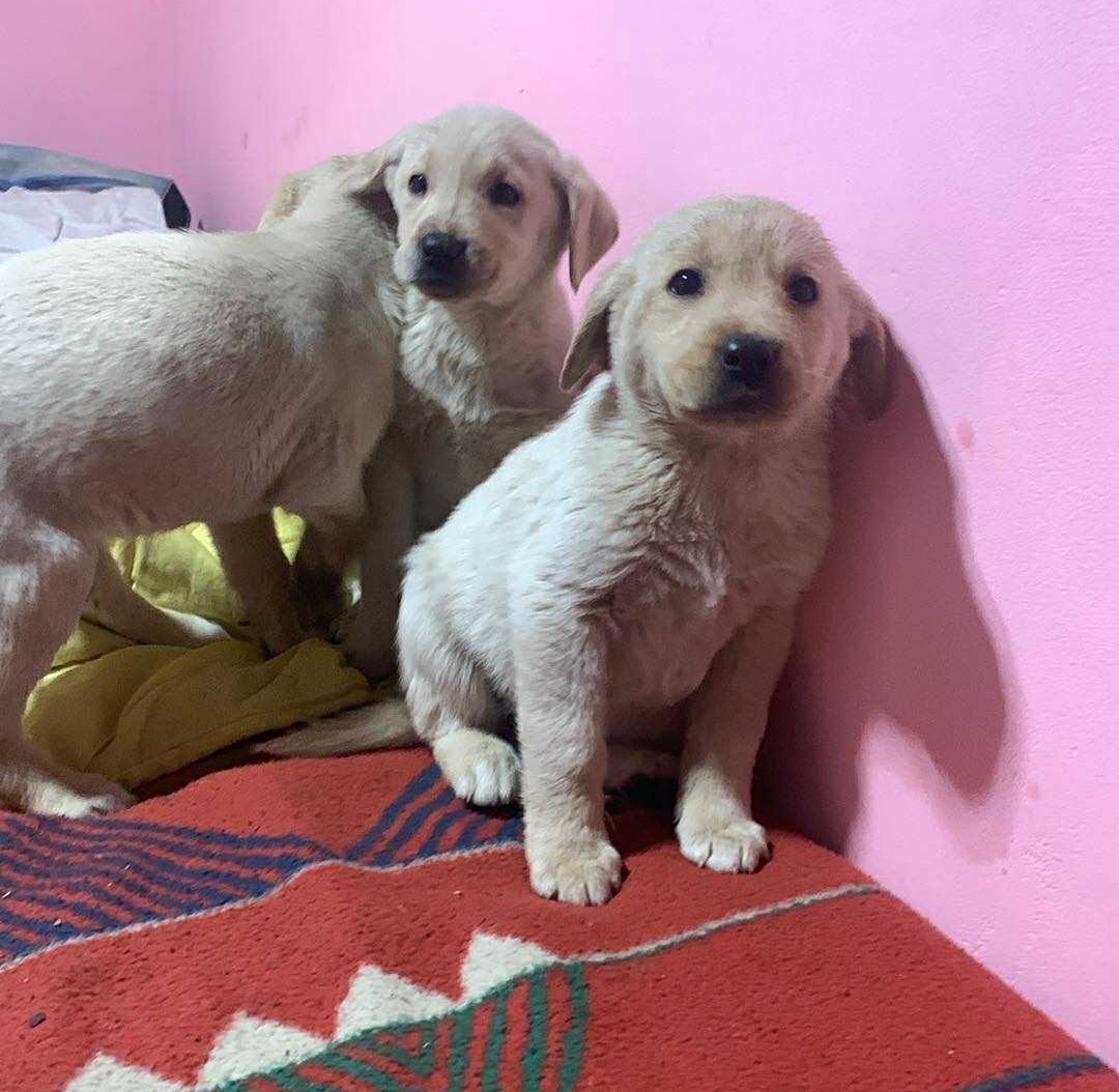 Labradorský teriér - 2